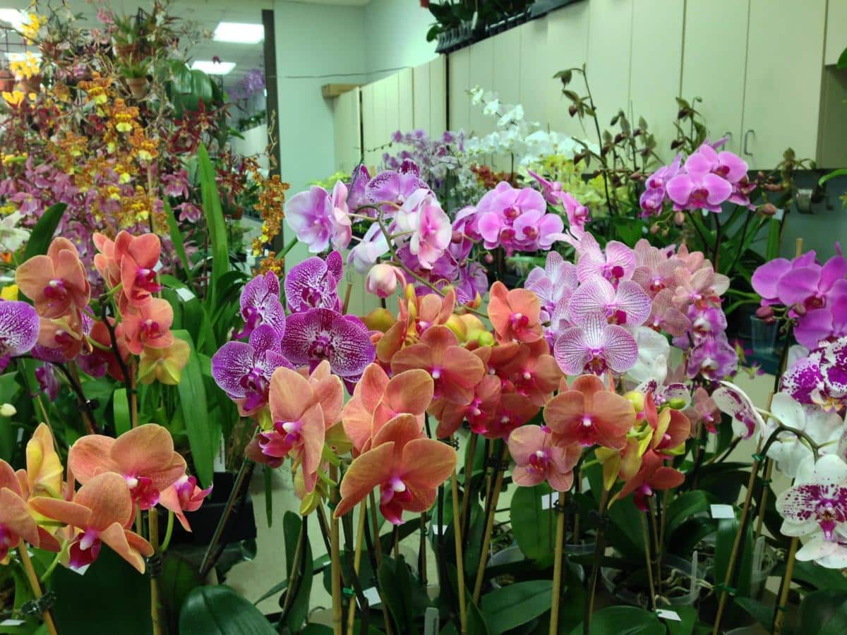 Orchid Show